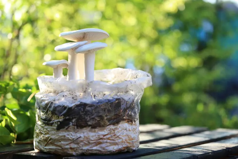 Milky Mushrooms